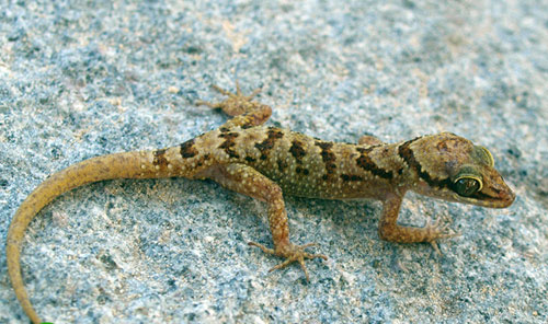 Picture 1 of New finger lizard species in Khanh Hoa