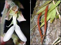 Picture 1 of New flora and fauna in Vietnam
