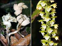 Picture 2 of New flora and fauna in Vietnam