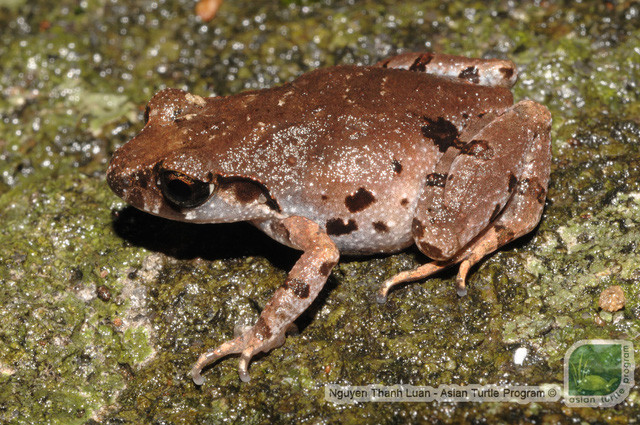 Picture 1 of New frog species discovered in Son Tra peninsula