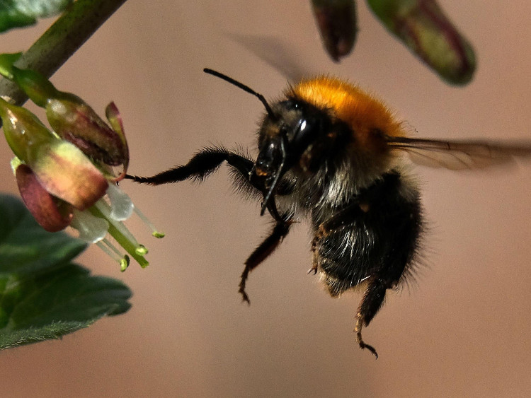 Picture 1 of New generation bee-friendly pesticides