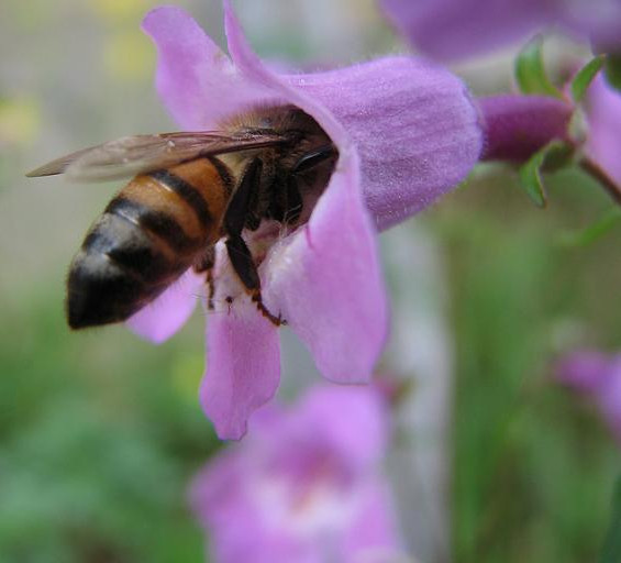 Picture 2 of New generation bee-friendly pesticides