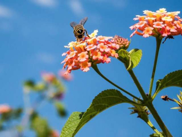 Picture 3 of New generation bee-friendly pesticides