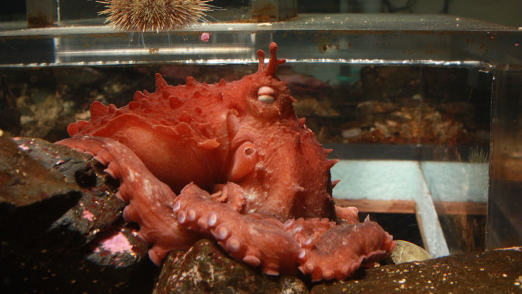 Picture 1 of New giant octopus discovered off Alaska