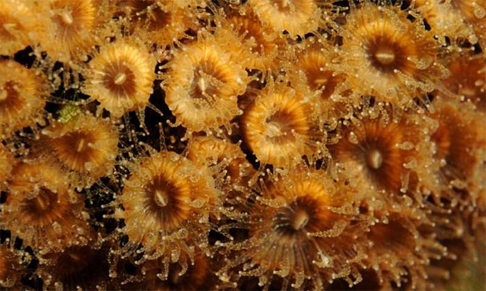 Picture 1 of New hope for corals to die from global warming