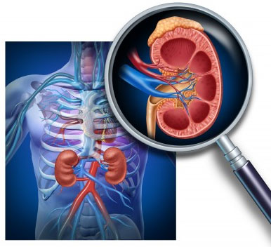 Picture 1 of New hope for kidney failure