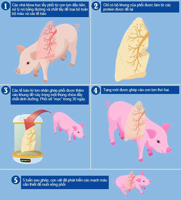 Picture 1 of New hope for people who need transplants: Successfully cultivate new lungs