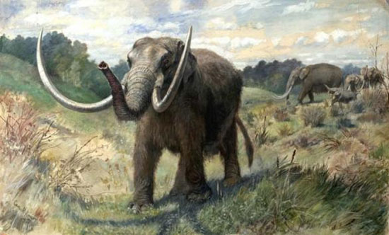 Picture 1 of New hypothesis about the extinction of mastodons