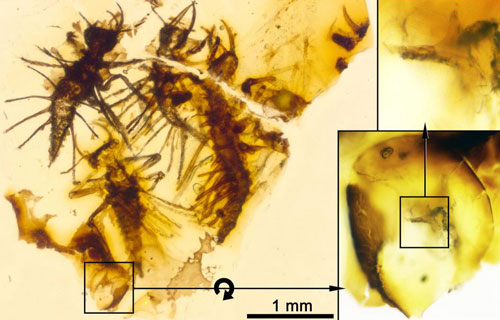 Picture 1 of New insects hatch dead hard in amber 130 million years