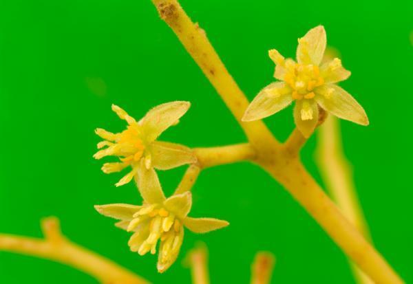 Picture 1 of New insights into the evolution of the first angiosperms