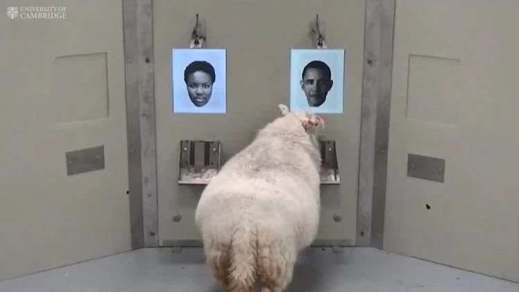 Picture 1 of New interesting discovery about sheep