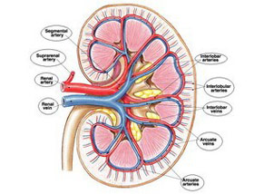 Picture 1 of New method for early detection of kidney disease