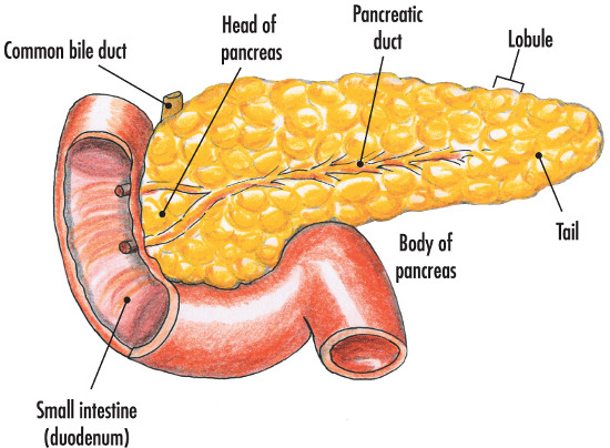 Picture 1 of New method of treating diabetes