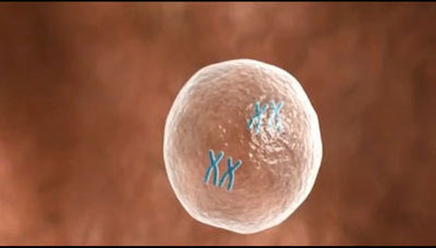 Picture 1 of New method to choose healthy eggs