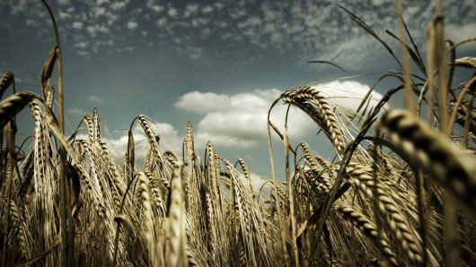 Picture 1 of New method to increase crop yields