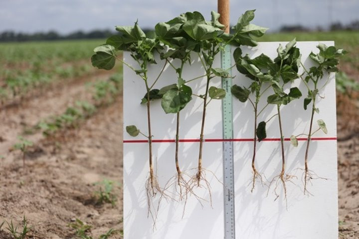 Picture 2 of New methods to increase crop yields do not need to rely on genetic modification