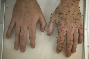 Picture 2 of New mosquito repellent