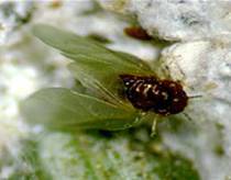 New moves in the fight against insects images 1