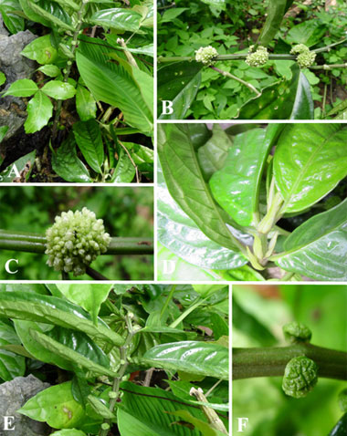 Picture 1 of New plant species in Ha Giang limestone mountain