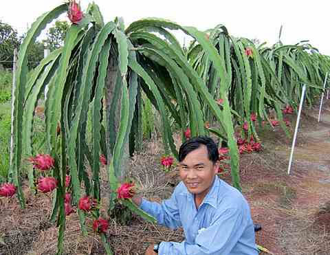 Picture 3 of New purple dragon fruit varieties