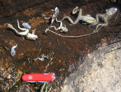 Picture 1 of New report on mass extinction events in amphibians