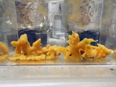 Picture 1 of New research challenges the origin of animals on earth