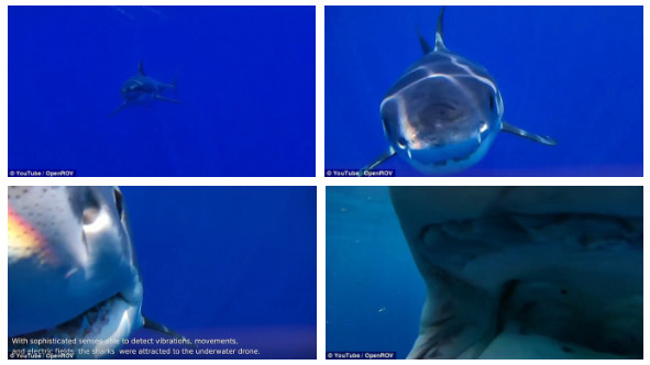 Picture 2 of New research: Experts unexpectedly gain the experience of being eaten by white sharks