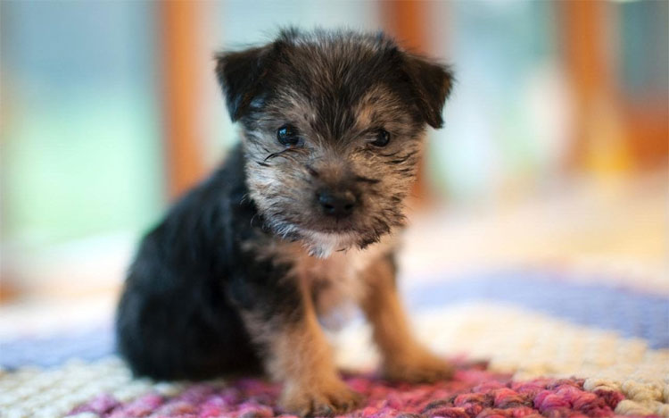 Picture 1 of New research finds the special ability of dogs