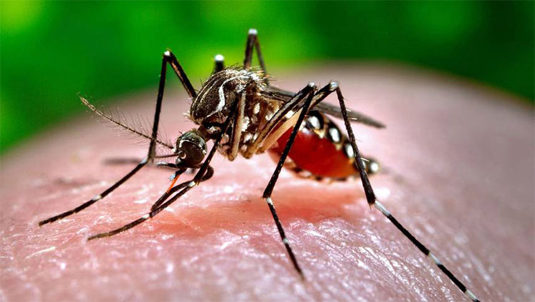 Picture 1 of New research: Not blood, this is why mosquitoes choose people to burn