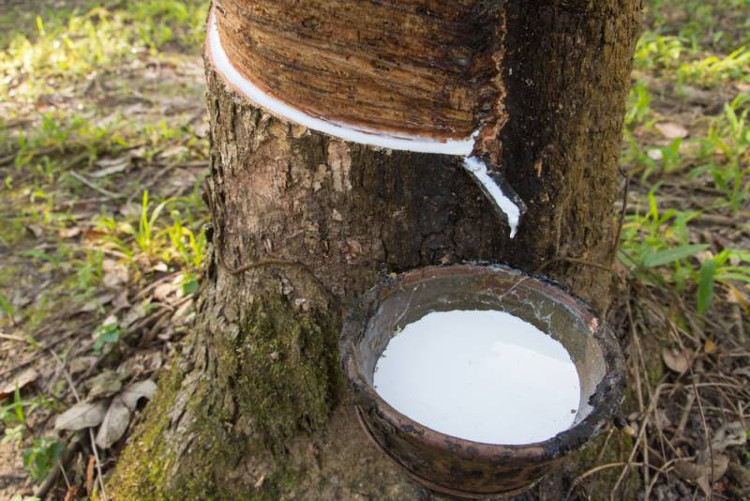Picture 1 of New research reveals a method to increase rubber latex production