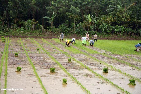 Picture 1 of New rice varieties improve productivity for Asia