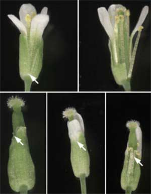 Picture 1 of New role of tiny RNA in plant growth