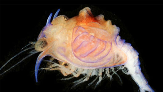 Picture 6 of New scientific mysteries are answered