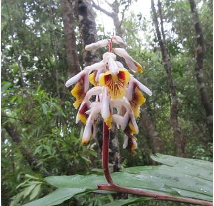 Picture 1 of New species of Galangia found in Quang Ngai