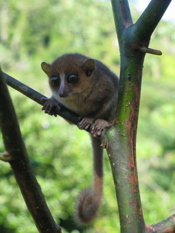 Picture 1 of New species of tiny lemurs are discovered
