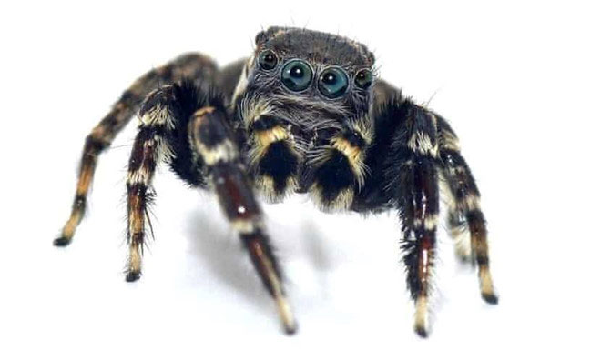 Picture 1 of New spiders are identical to fashion legend Karl Lagerfeld