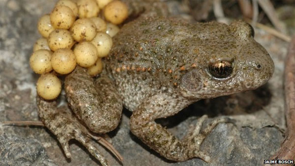 Picture 1 of New strains of virus kill amphibians in Spain