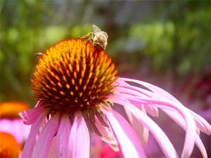 New study: Wild chrysanthemum chamomile treatment images 1