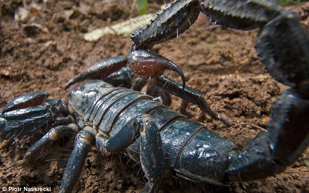 Picture 1 of New 'super destructors' have been discovered