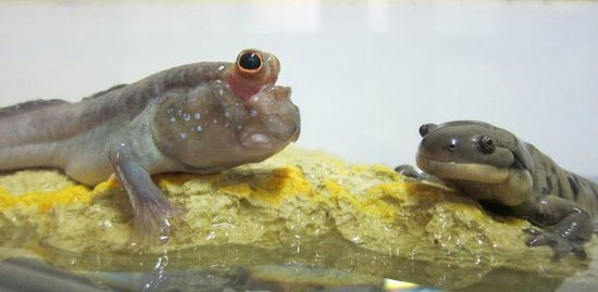Picture 1 of New theory of evolution from water to shallow