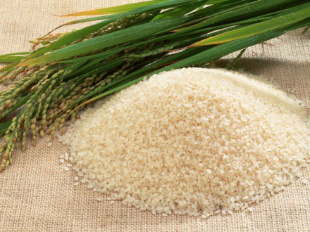 Picture 1 of New types of rice soaked in warm water are also ripe