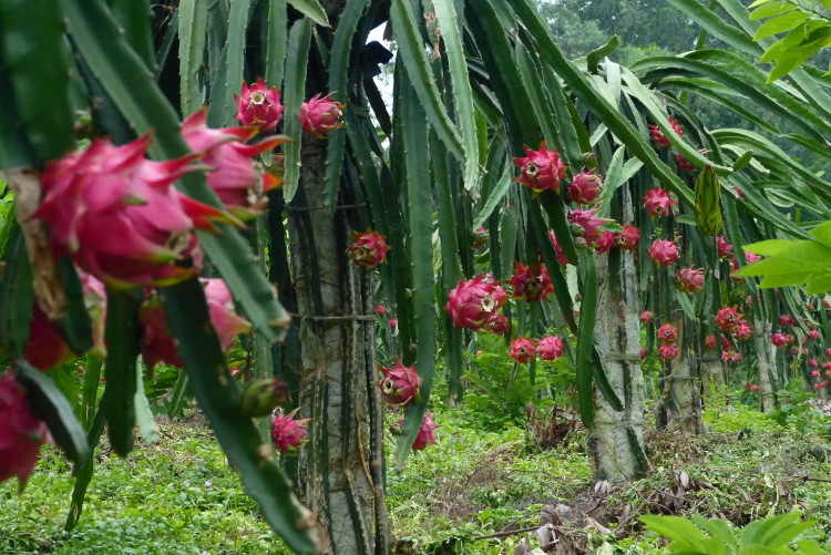 Picture 1 of New ways to save electricity for dragon fruit growers