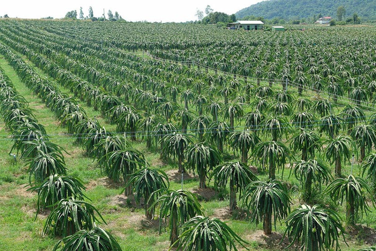 Picture 2 of New ways to save electricity for dragon fruit growers
