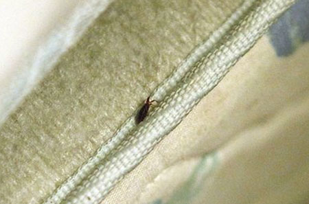 Picture 2 of New York has a headache because bugs suck blood