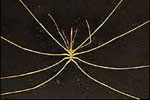 Picture 2 of New Zealand bizarre creatures