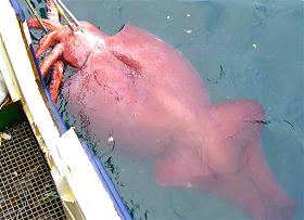 Picture 1 of New Zealand caught the giant squid