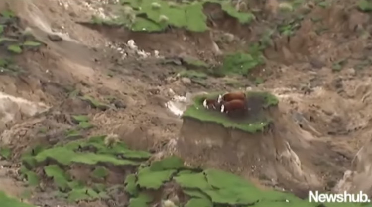 Picture 1 of New Zealand saves the herd of cows that are stuck on small mounds after the earthquake