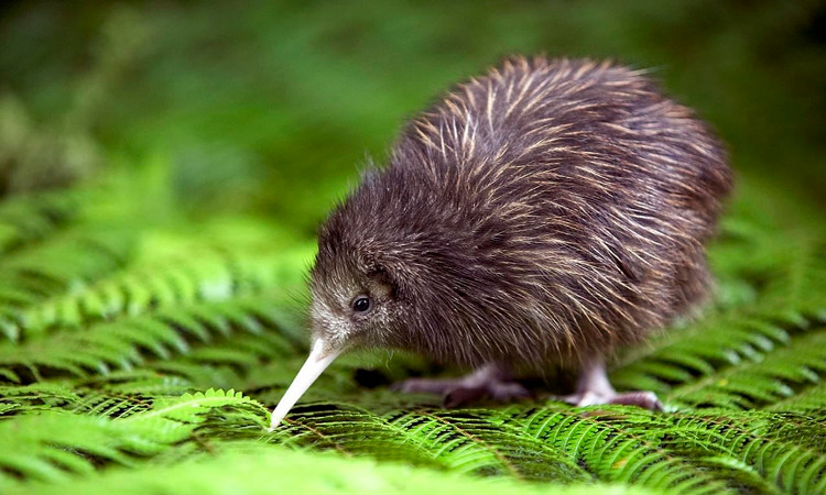 Picture 1 of New Zealand will kill all predators