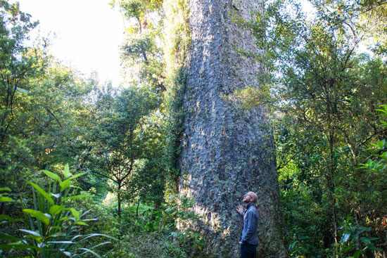 Picture 2 of New Zealanders have a great custom and meaning to protect nature