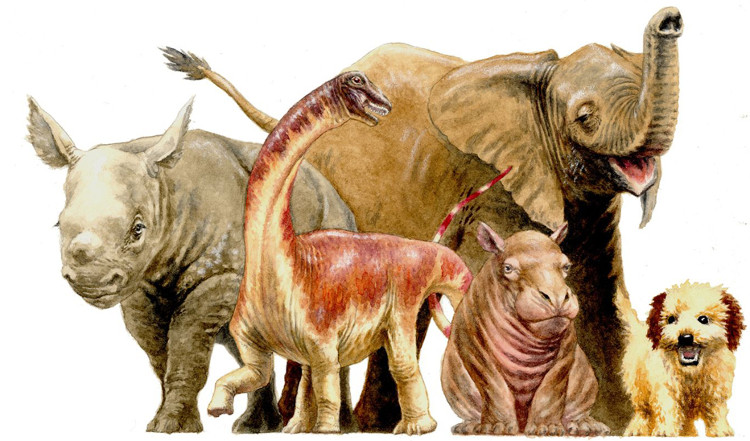 Picture 4 of Newborn dinosaurs are only about one-third the size of a human being but have a very fast speed